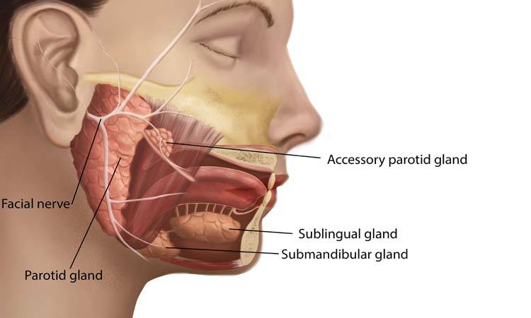 Parotid Tumours - A Comprehensive Review