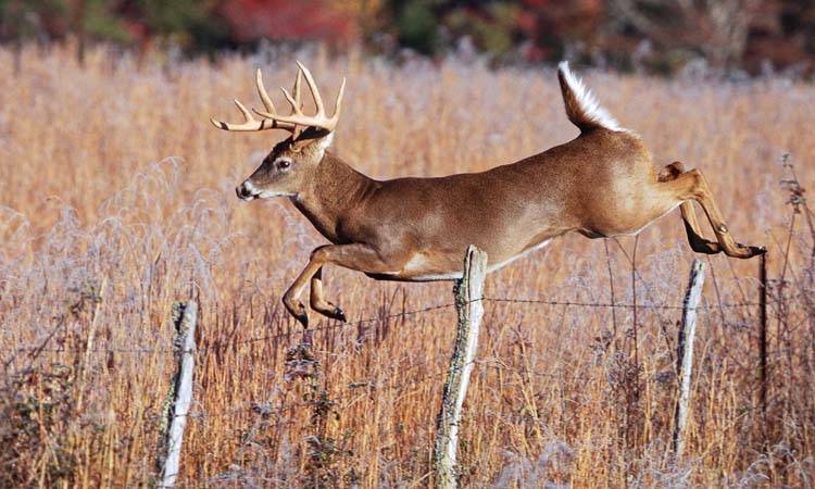 World's First Deer Infected With COVID-19