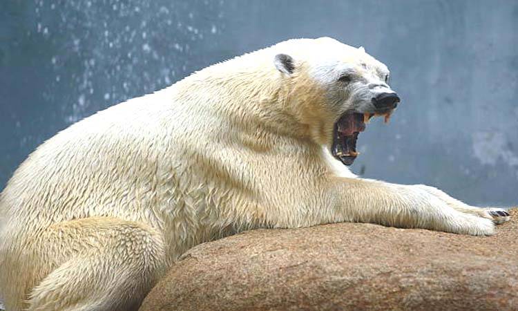 Brave dentist removes tooth of 600 kg bear