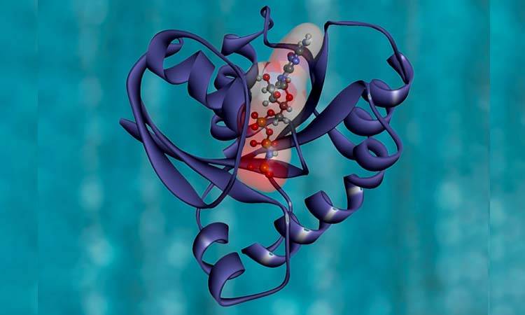 Pakistani researchers unfolds the salivary proteins of dental caries patients 