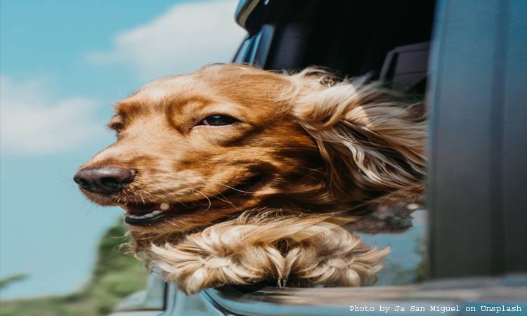 Dentist hires dog as dental assistant