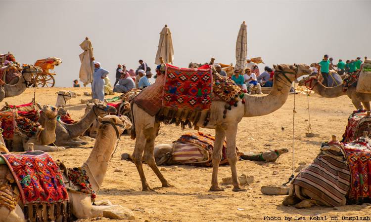 Beauty contest disqualifies 43 camels over botox injections, cosmetic surgeries