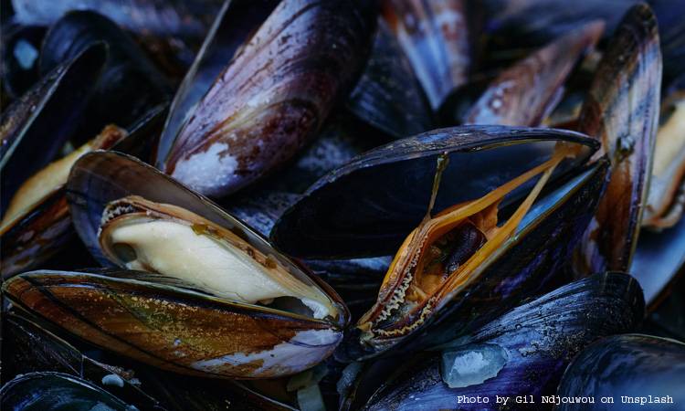 Compound from mussels increases dental fillings longevity: New study 