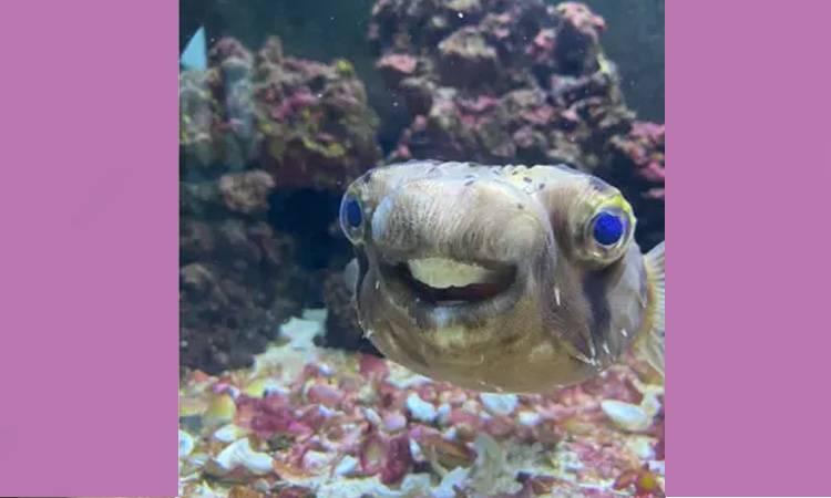 Pufferfish undergoes emergency dental treatment