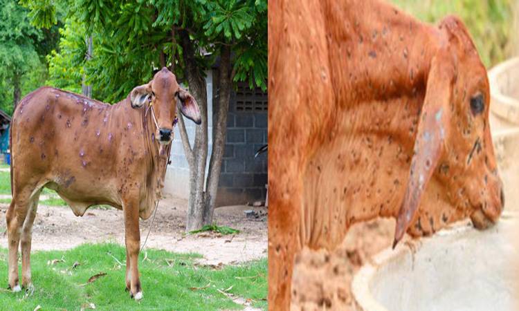 Sindh govt closes cattle market, warns to use meat, milk