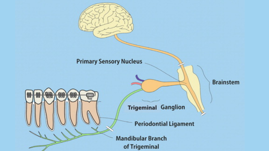 Poor oral health may harm your brain, finds study 