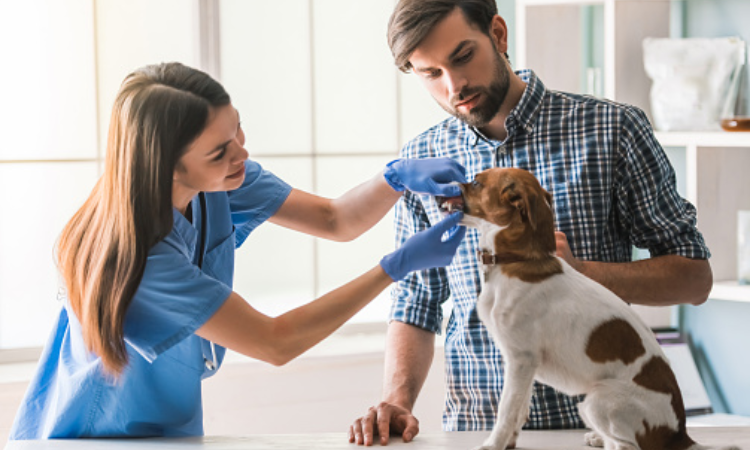 Cornell launches brand new Veterinary Dentistry Program