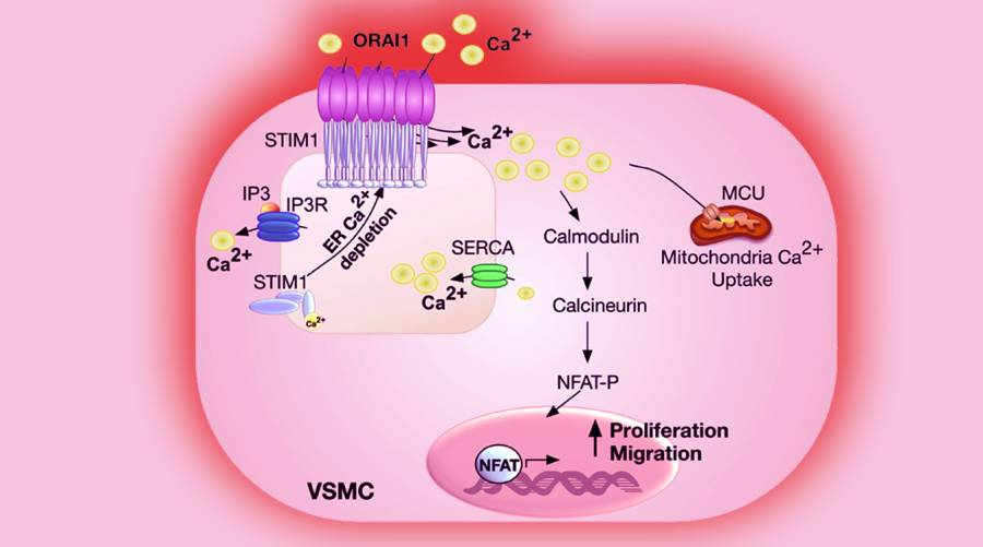 ORAI1 calcium channel identified as key driver of oral cancer growth and pain